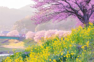 寒桜 菜の花 cherry blossom south of izu 